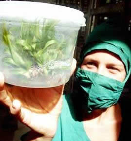 Sembradas más de 400 mil vitroplantas procedentes de la Biofábrica de Villa Clara
